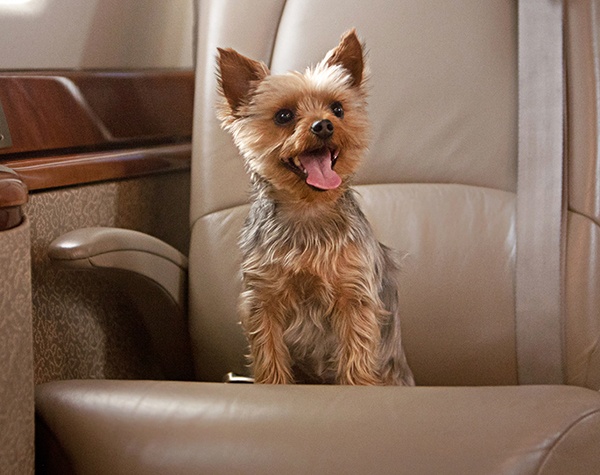 Priester Aviation_traveling with pets